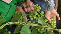 chmel hop-vines-2674704 1280